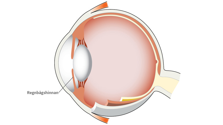Regnbågshinnan omsluter pupillen och justerar dess storlek.